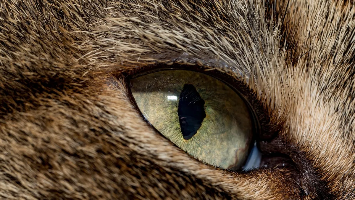 Why Does My Cat Have Eye Boogers? Causes and When to Worry