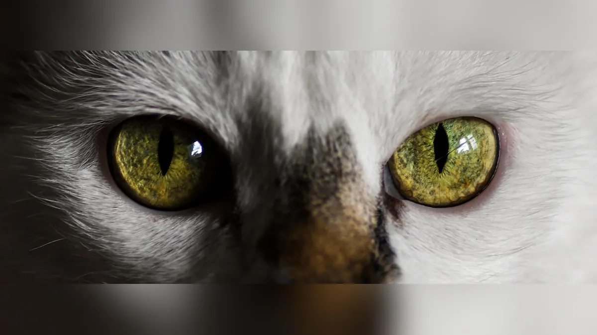 Cat Eye Colors Explained: What Yellow, Blue, and Green Mean