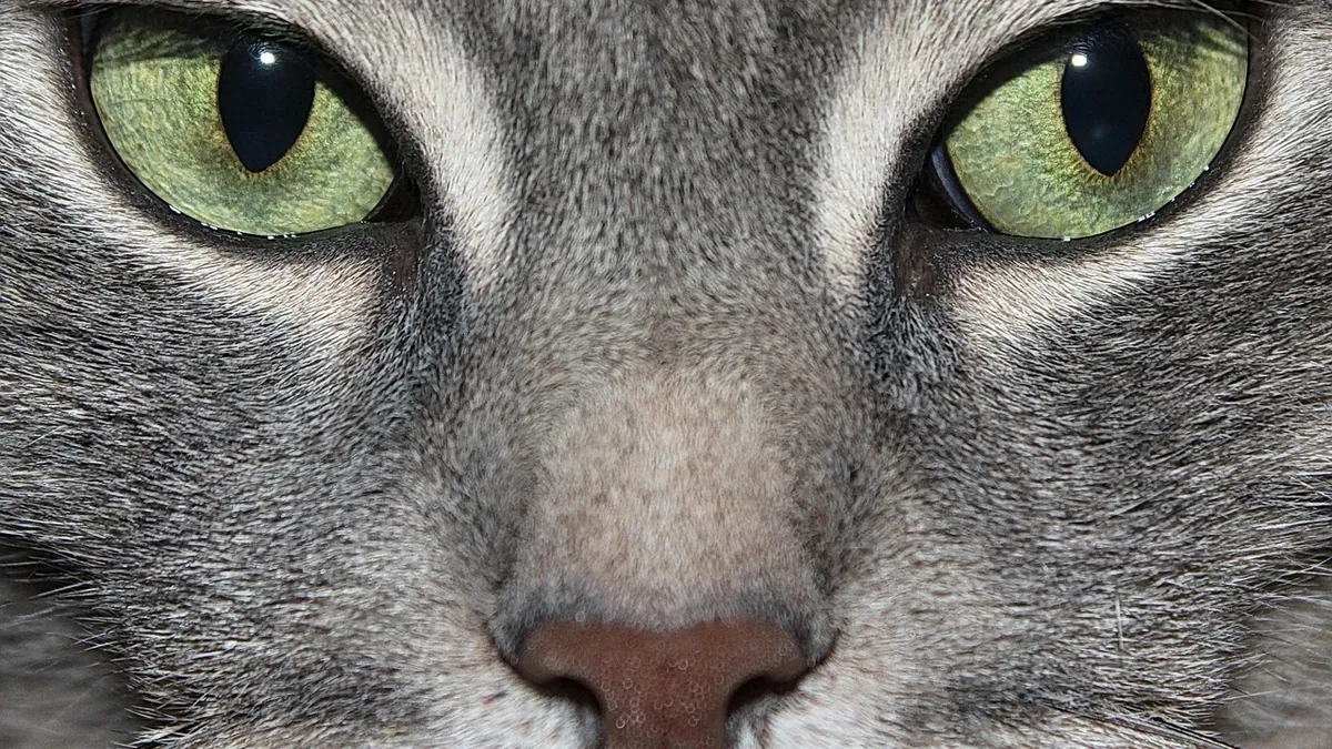 Cat Eye Pupils and Vision: What Owners Should Know