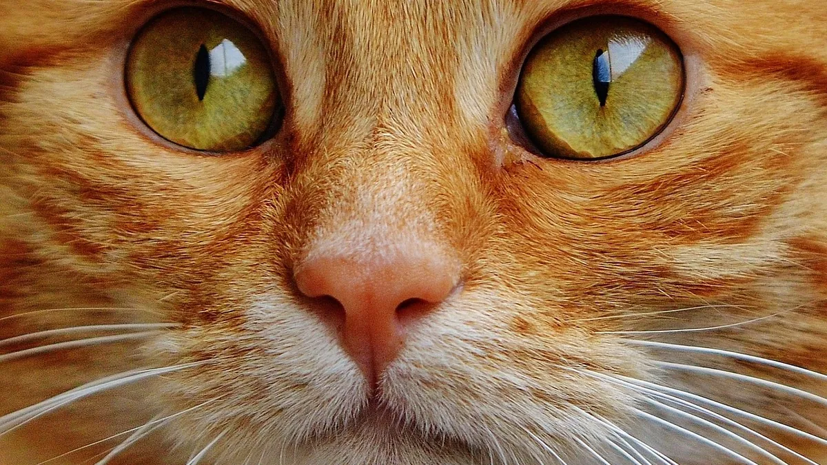 Why Is My Cat's Eye Red and Watery? Causes and Next Steps
