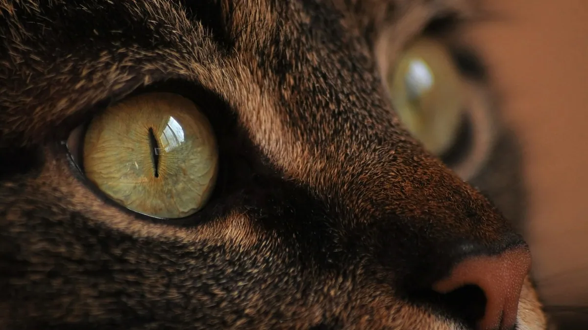 Why Is My Cat's Eye Watering? Causes and When to Worry