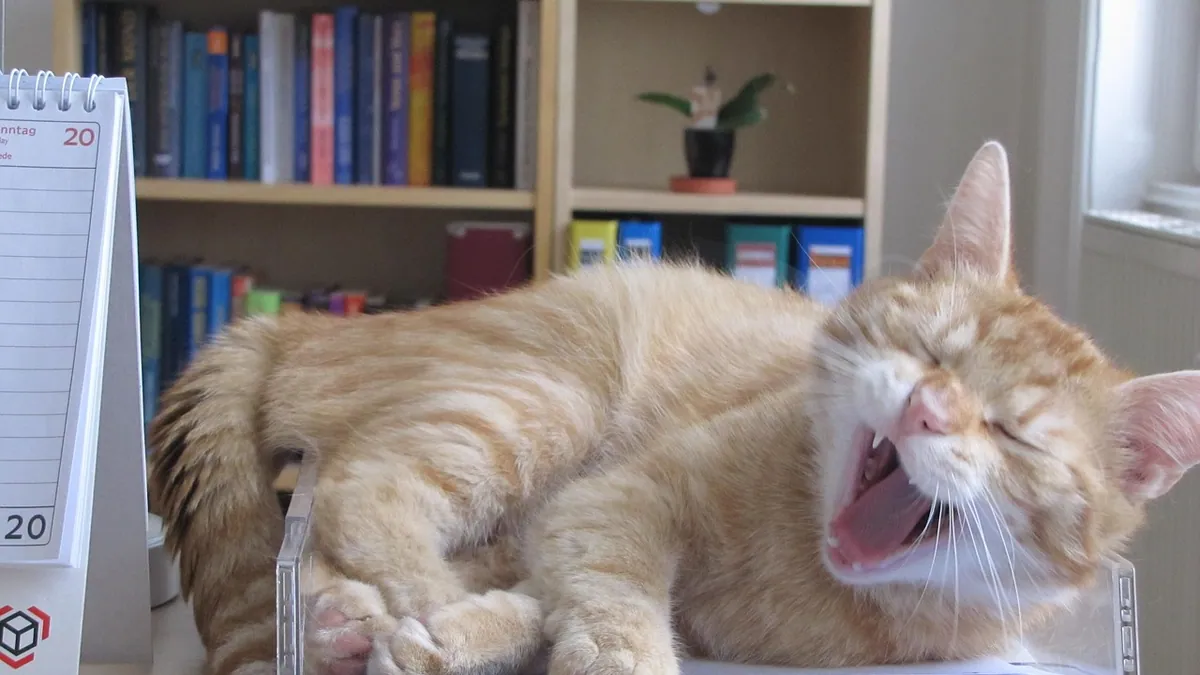 Cat Feeding Schedule by Age: How Many Meals a Day?