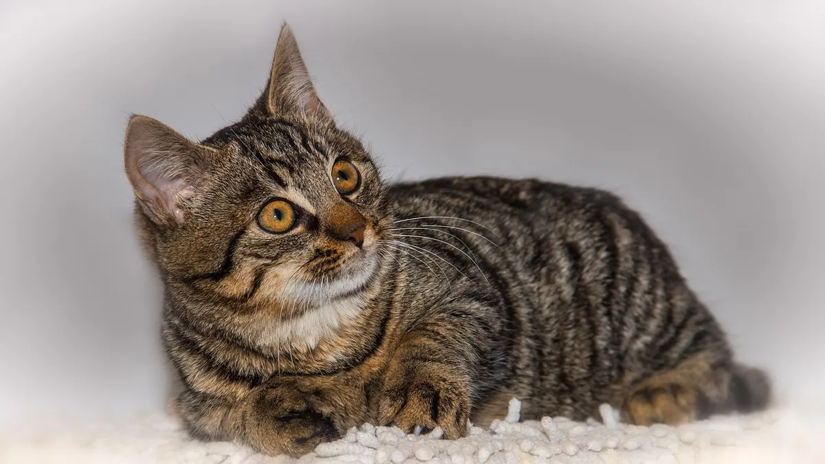 Cat Fiber and Laxatives: Safe Ways to Relieve Constipation