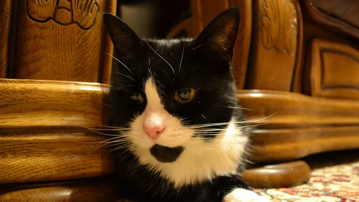 Cat's First Day Home: Helping a New Cat Settle In