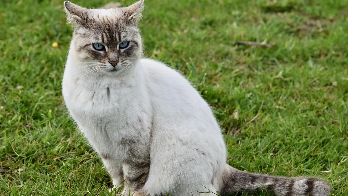 Cat Flu and Viral Infections: Signs and When to Worry