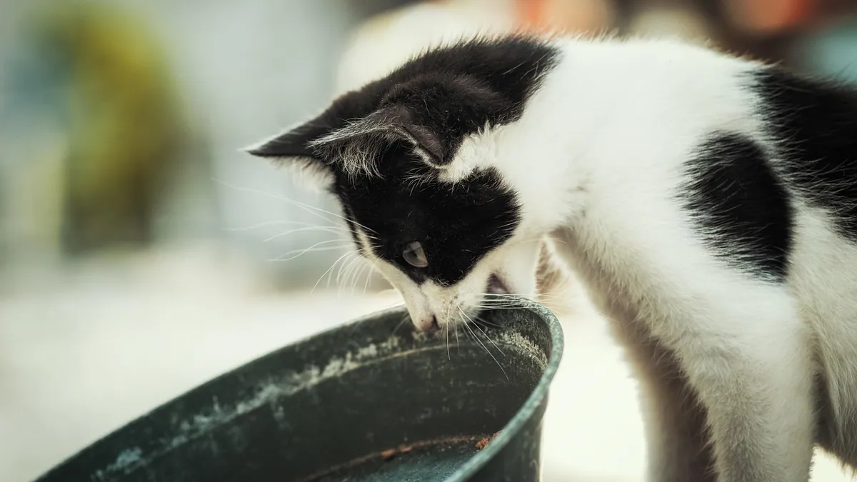 Cat Food for GI Issues: Choosing a Gentle Diet