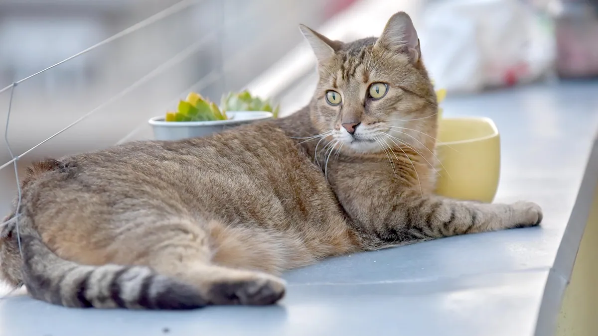 Cat Food for Gut and Immune Health: What Works