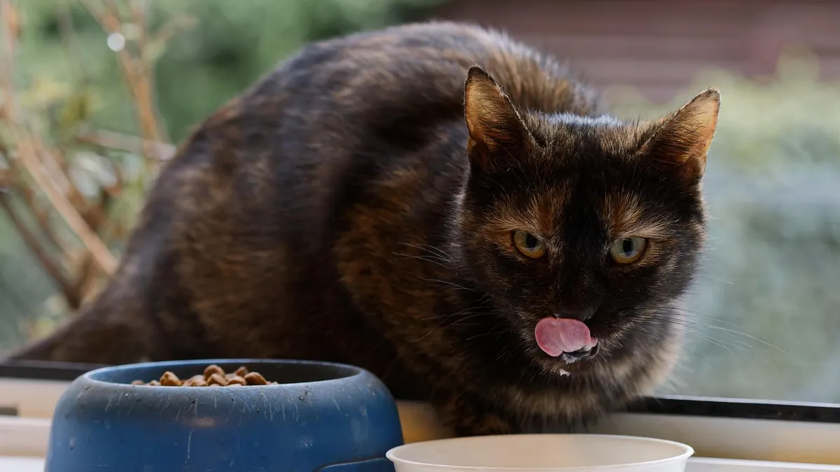 Cat Food for Less Smelly Poop: Diet Fixes