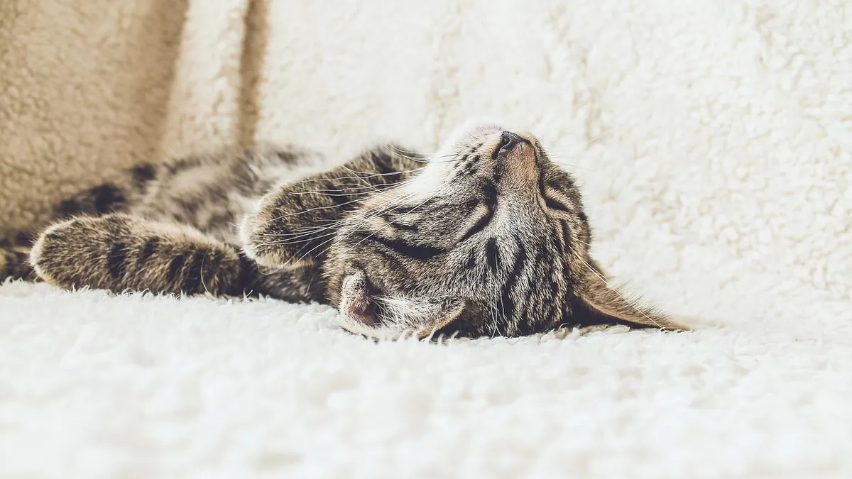 What to Feed a Cat With Megacolon