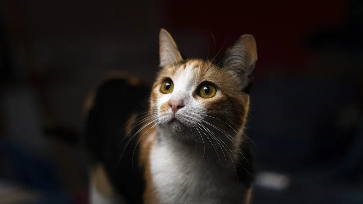 Feeding Young Cats and Kittens: What Junior Cats Need