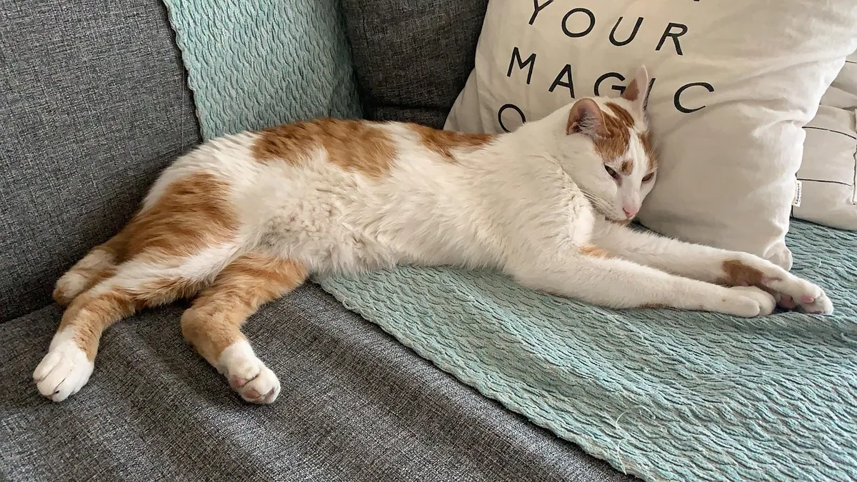 Cat Gas: Home Remedies and Whether Gas-X Is Safe