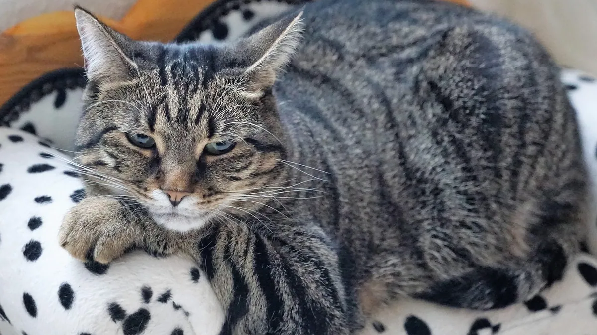 Cat Gastritis: Soothing an Upset Stomach and Diet Changes