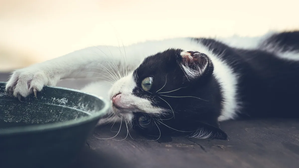 Cat Gastroenteritis: Home Treatment and Medicines
