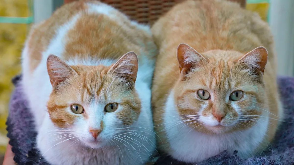 Will My Cat Get Along With Another Cat? How to Tell