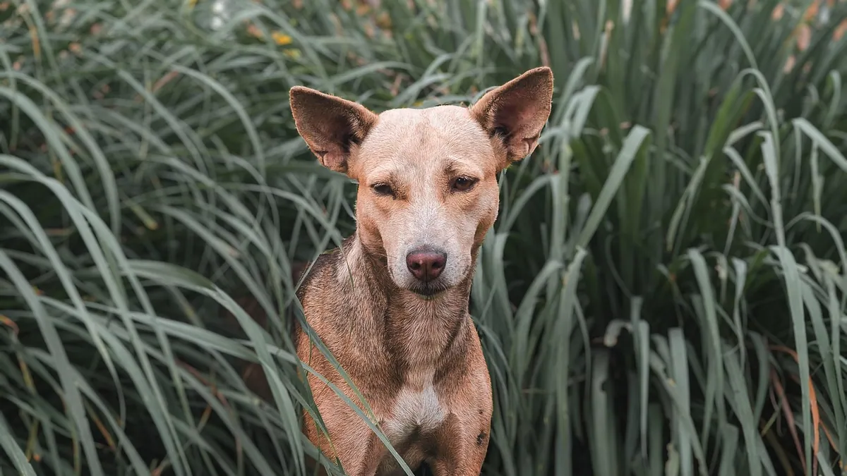 Is Cat Grass Safe for Dogs? Benefits and Risks