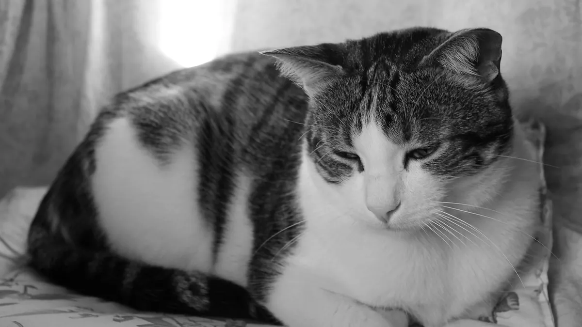 How Cats Grieve After Another Cat Dies