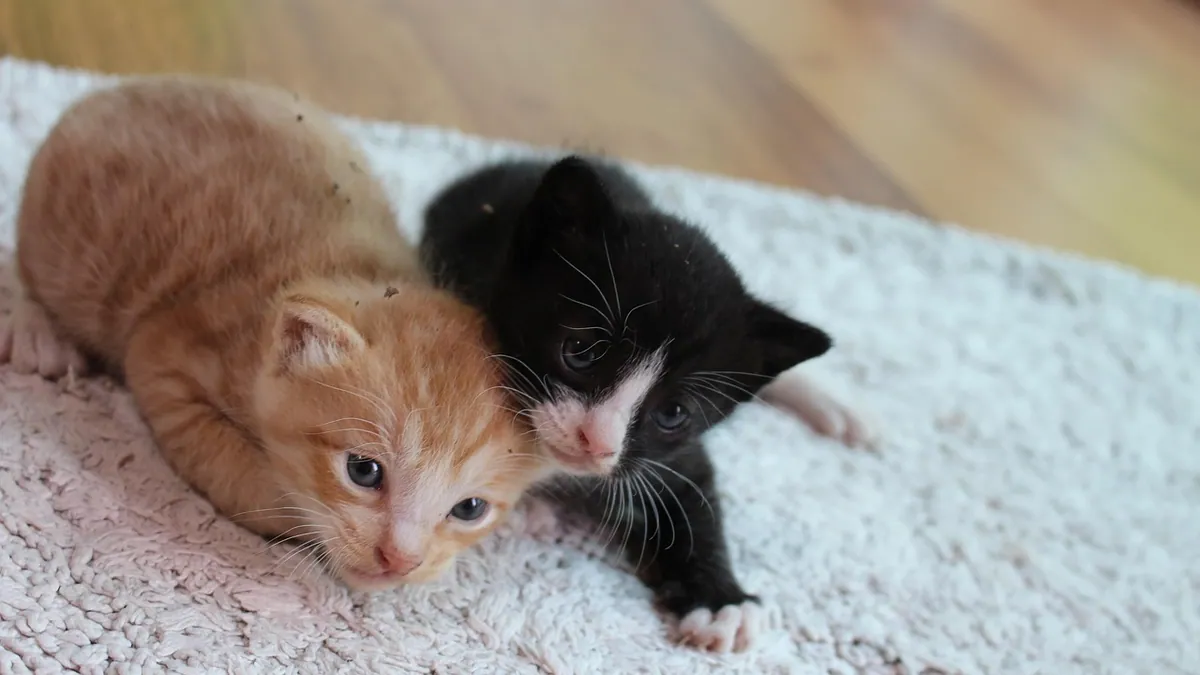 Why Is My Cat Grooming Another Cat?