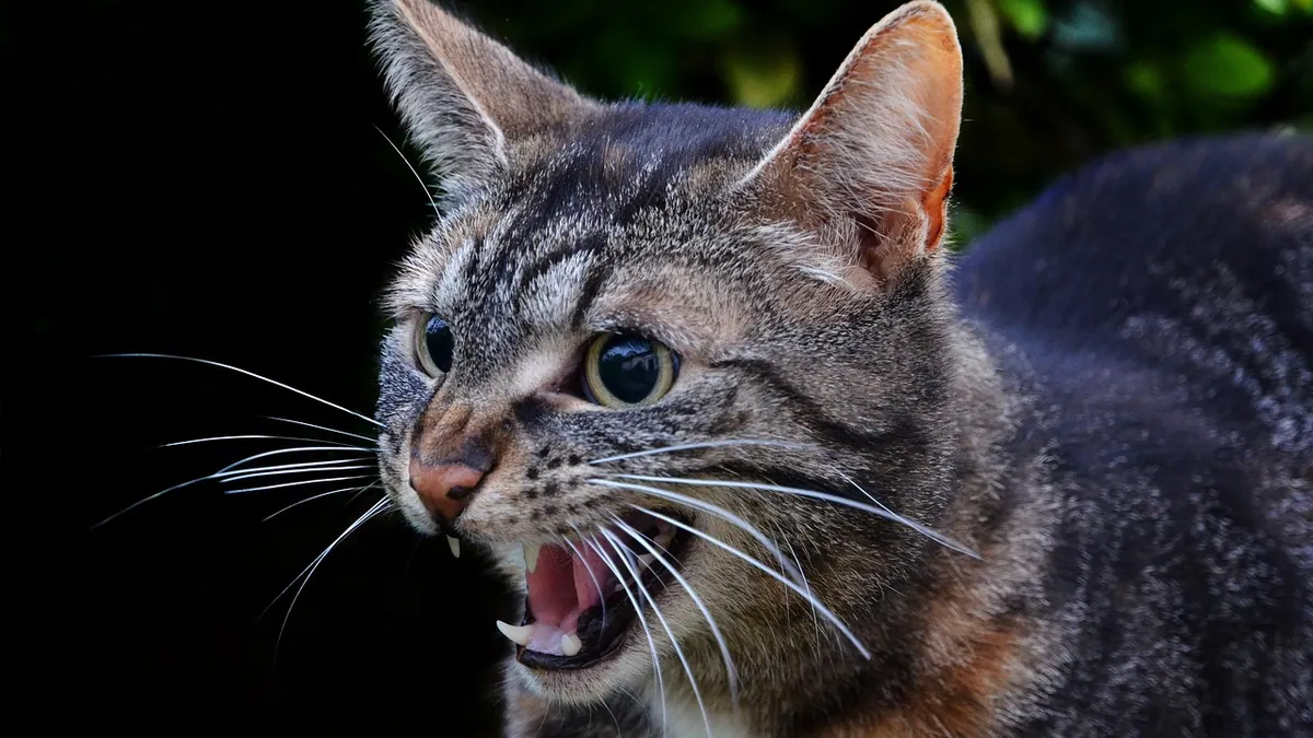Why Does My Cat Growl? Normal or Warning Sign?