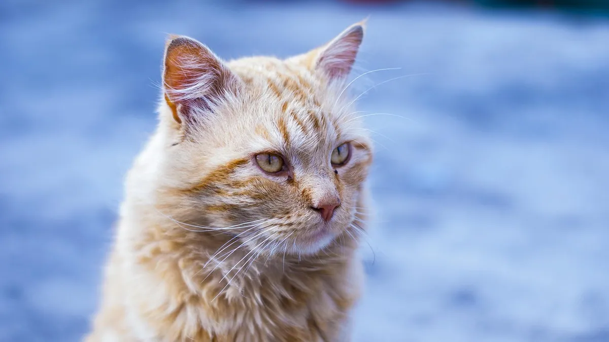 Cat Hair Loss and Shedding: Causes and What to Give
