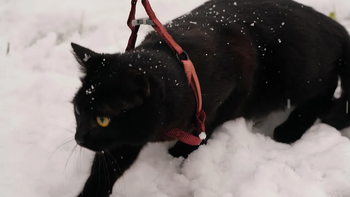 Cat Harness Training: Steps, Age, and Tips
