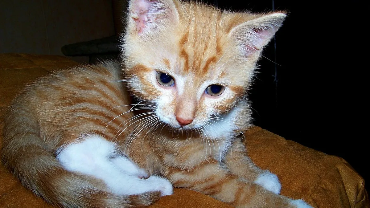 Cat Hemorrhoids: Why Cats Get Anal Swelling and What Helps