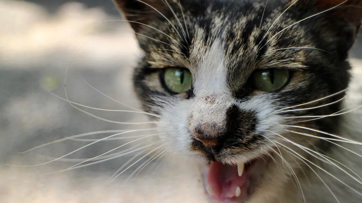 Why Is My Cat Hissing? What It Means and How to Respond