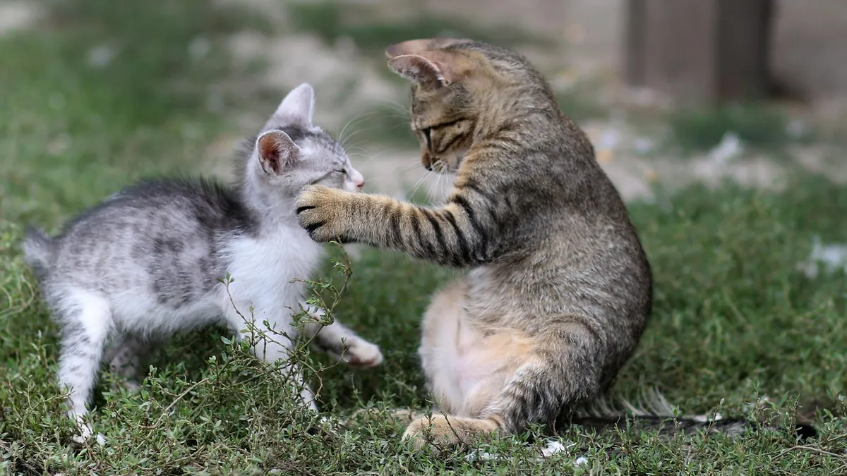 Is It Normal for Cats to Hiss While Playing?