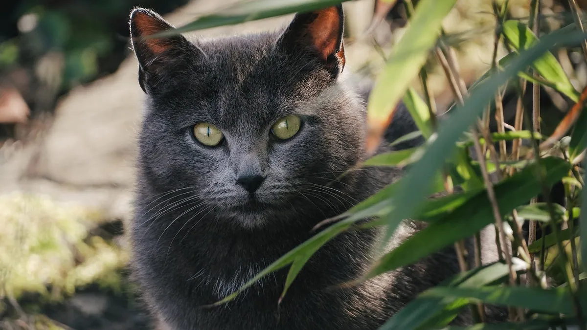 Cat Hydrotherapy at Home: What Owners Should Know