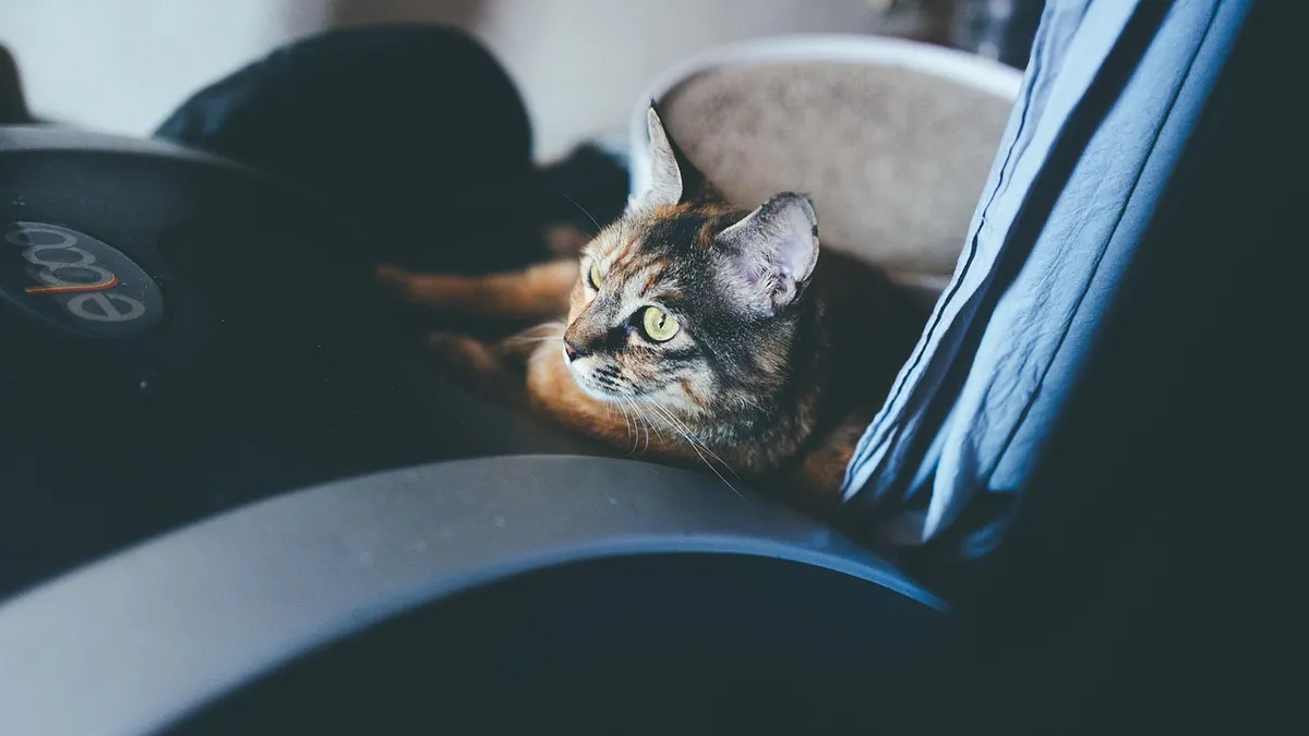 Hydrotherapy for Cat Weight Loss: Does It Work?