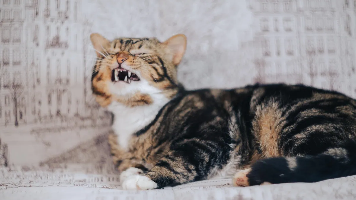Cat in Heat: Home Remedies and Relief