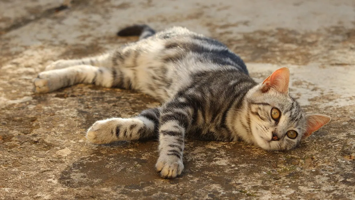 Cat Incision Infection: Signs and What to Do