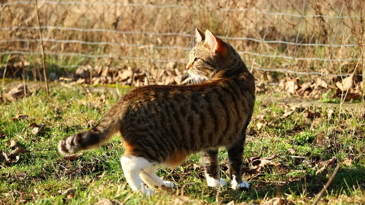 Cat Incontinence: Causes and Treatment Options