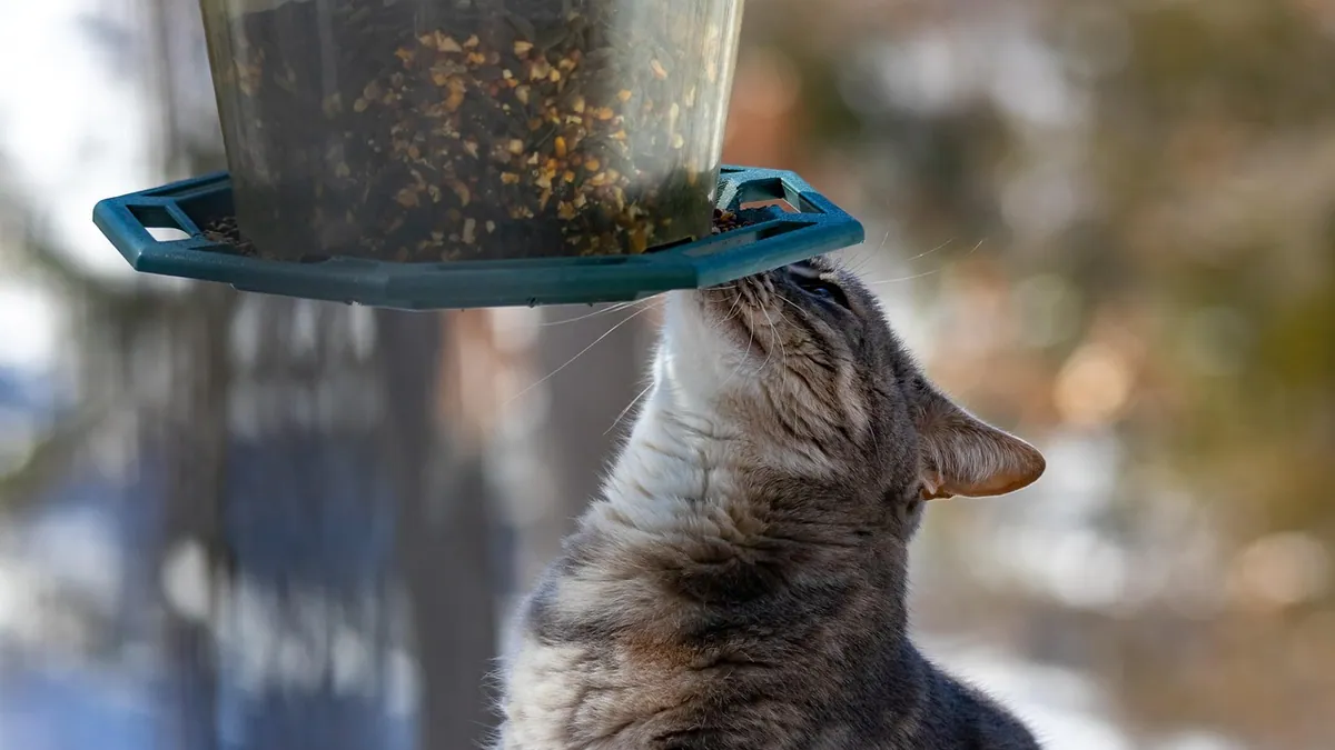 How to Stop Your Cat From Inhaling Food Too Fast