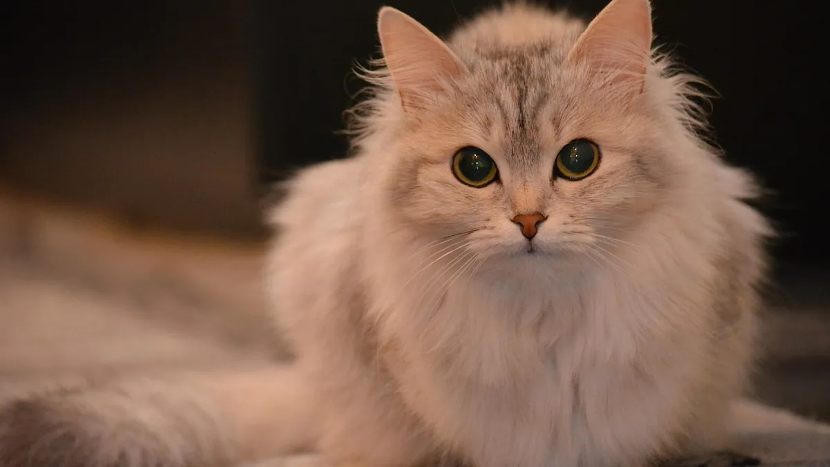 Cat Diarrhea On and Off: Causes of Intermittent Loose Stool