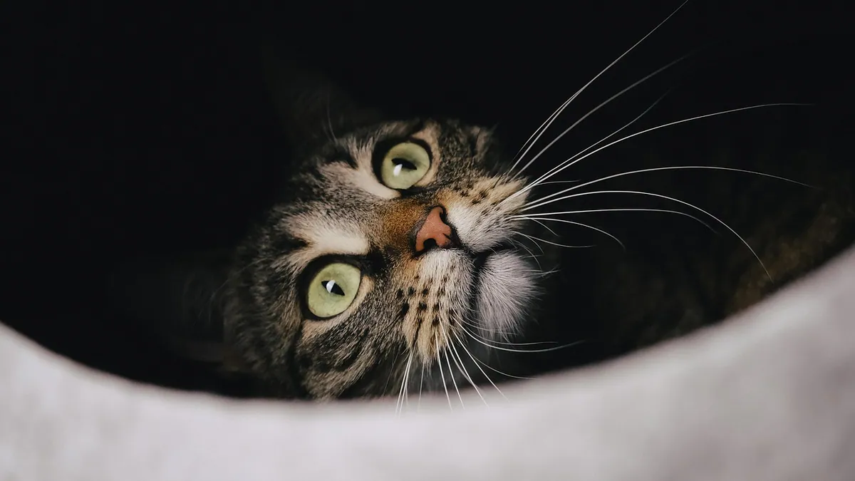 Intestinal Blockage in Cats: Signs and When to Rush In
