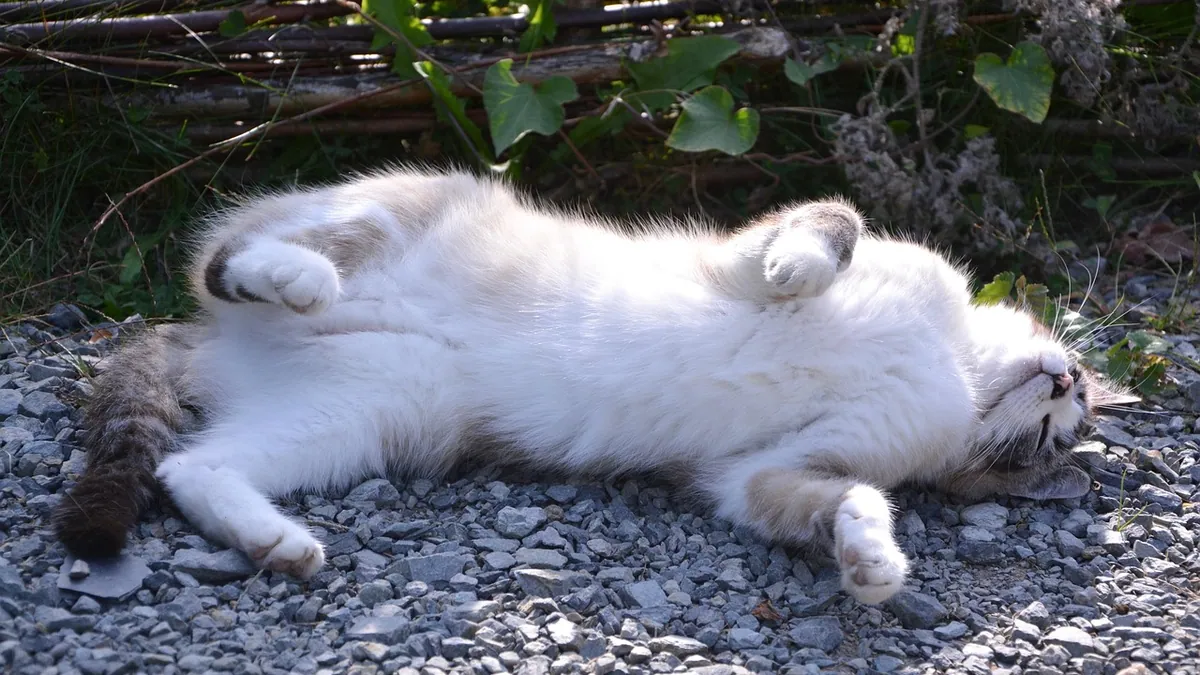 Cat Intestinal Blockage: Symptoms and Why Home Care Fails