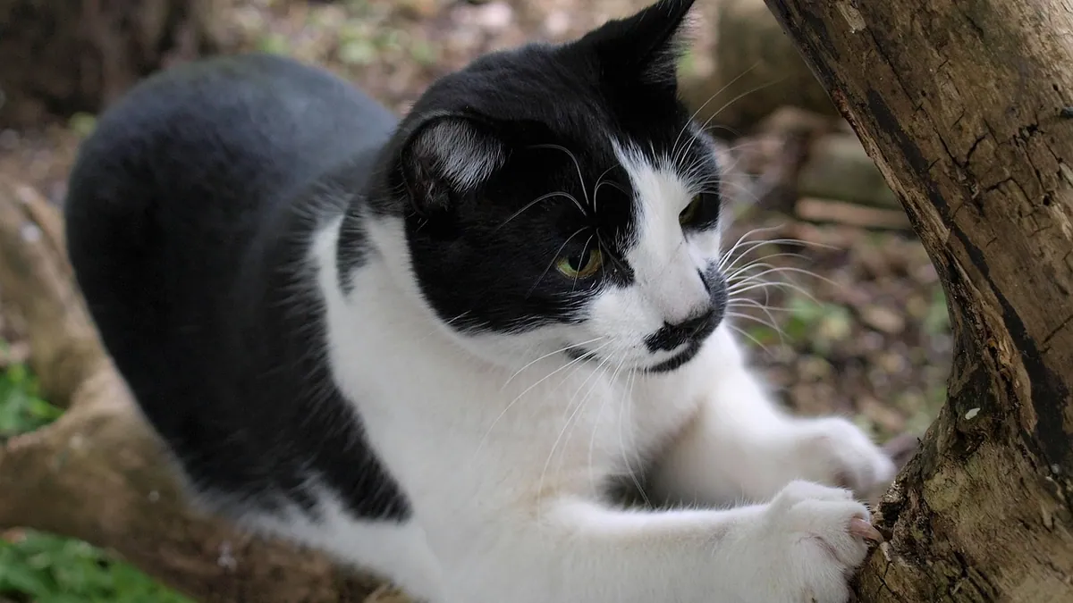 Why Is My Cat Itching His Neck? Causes and What to Do