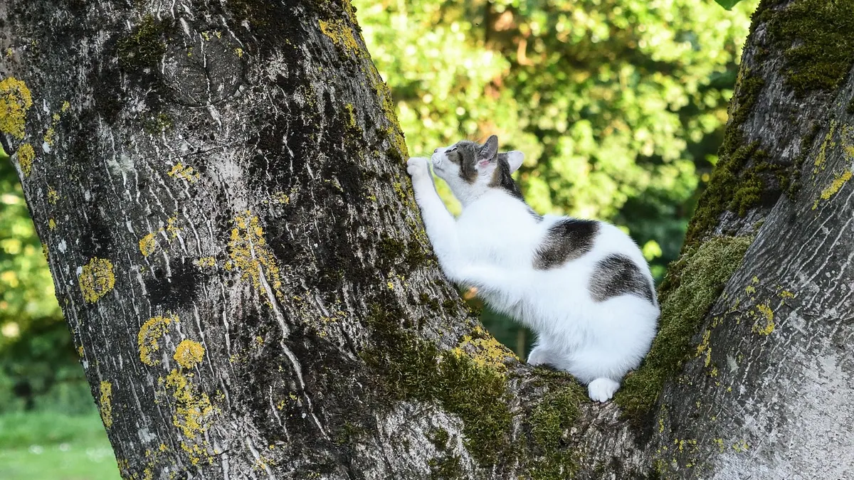 Cat Itching: Over-the-Counter Options That Are Safe