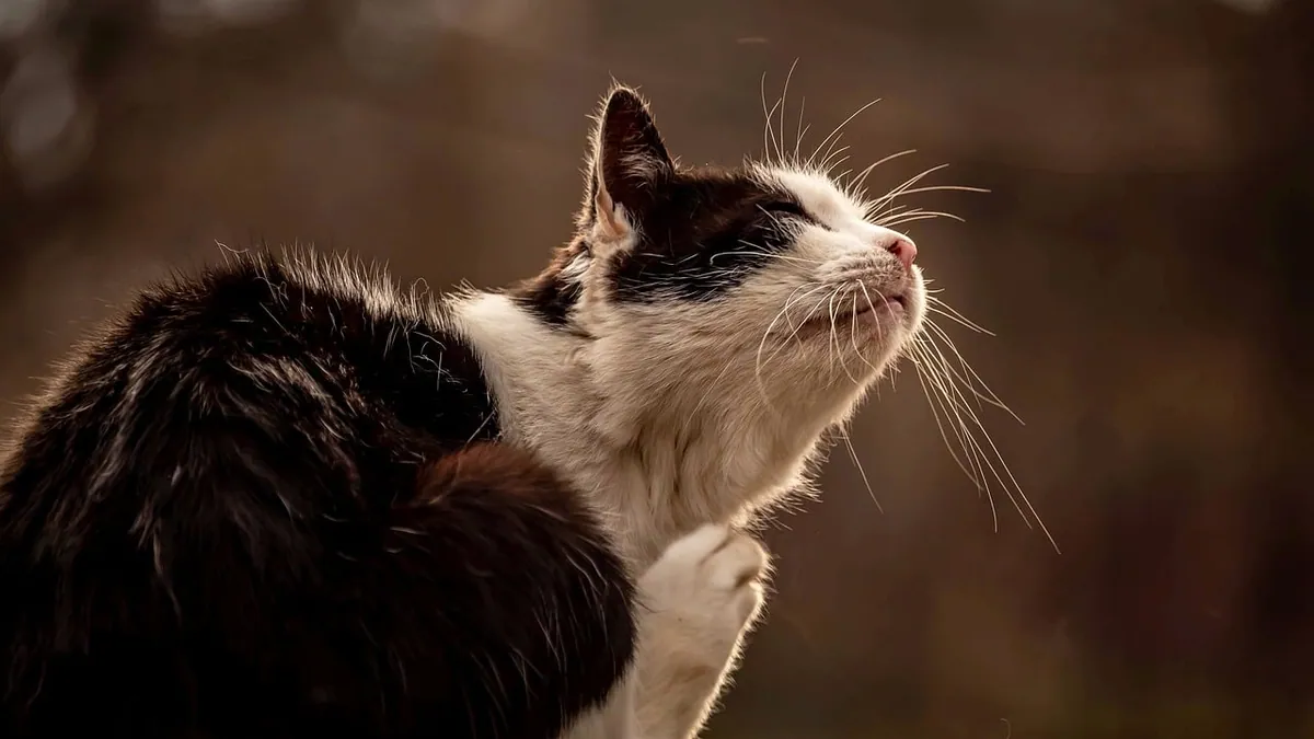 How to Stop Your Cat From Itching and Sneezing