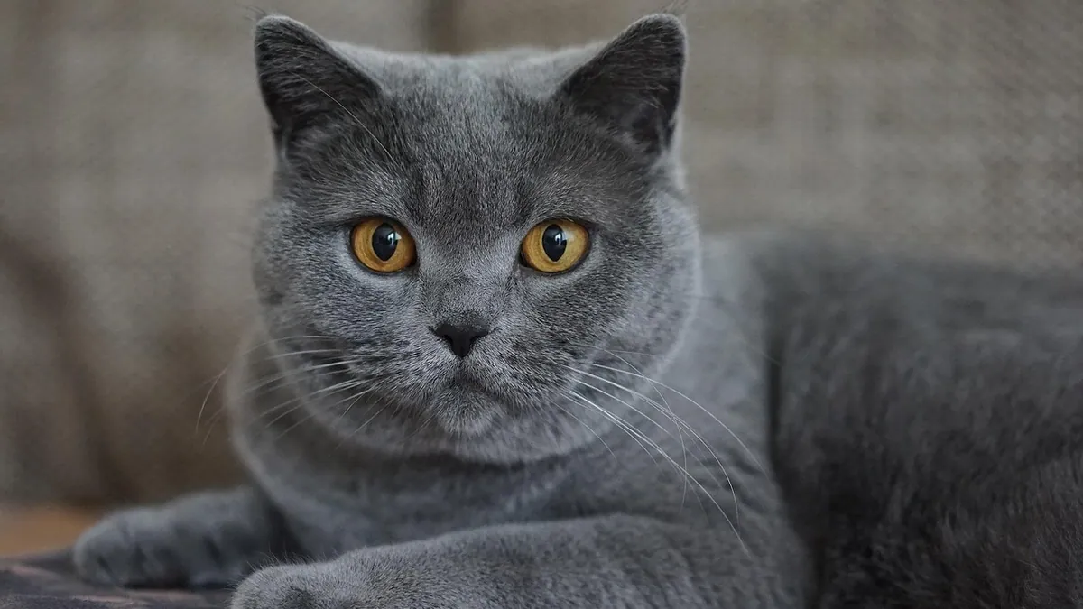 Cat Jaundice: What It Means and How to Help