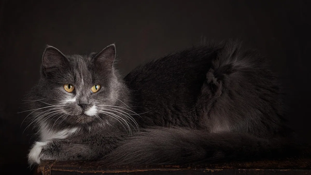 Jelly-Like Poop in Cats: Causes and What to Do
