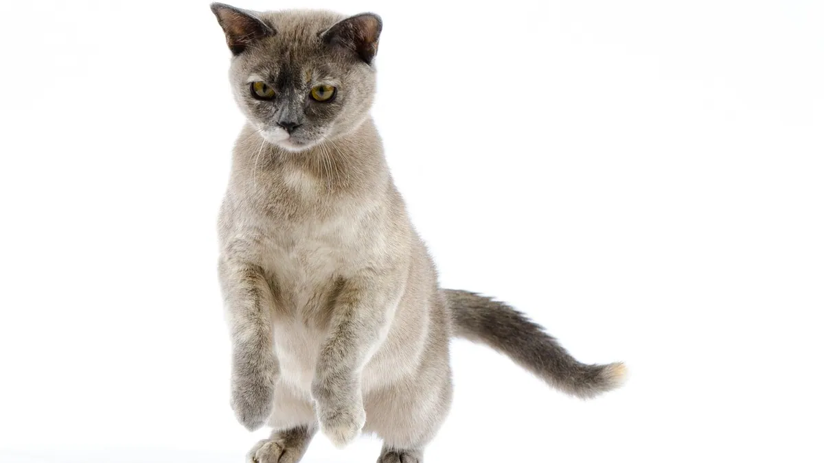 Why Does My Cat Keep Jumping on Me? Causes and Fixes