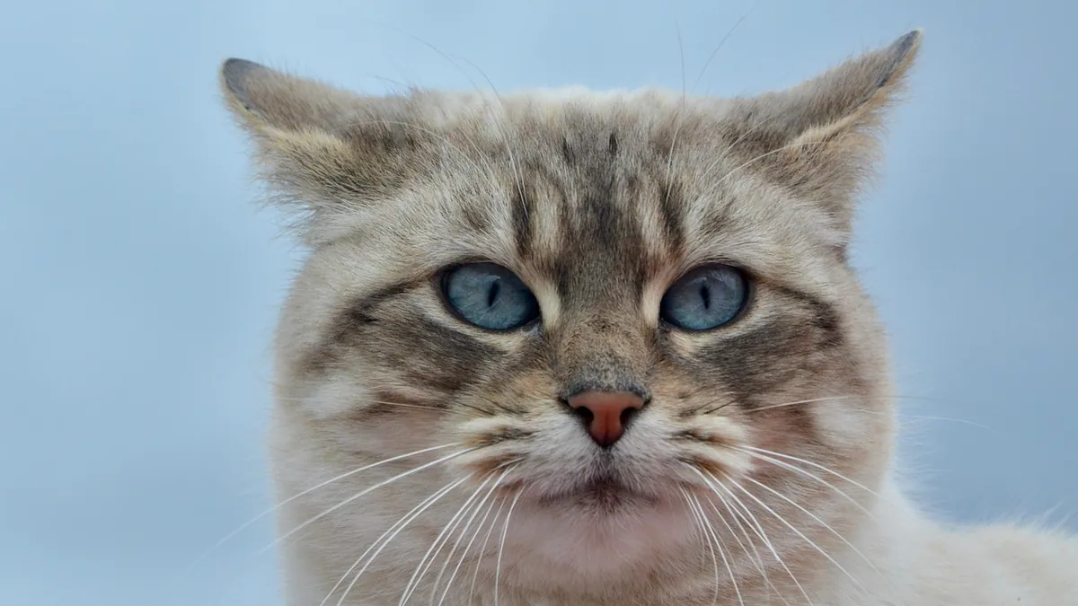 Cat Jumpy After Flea Treatment: Is It Normal?