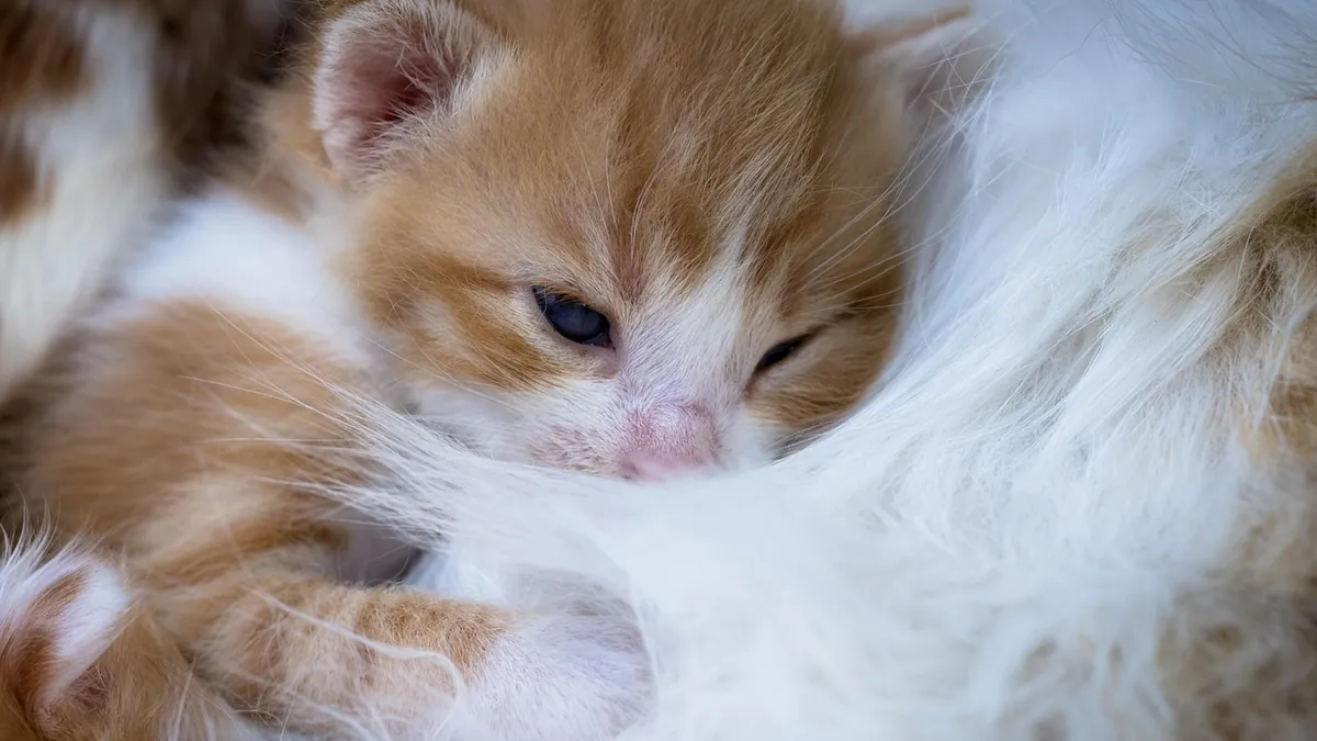 Cat Just Had Kittens: What to Do Now