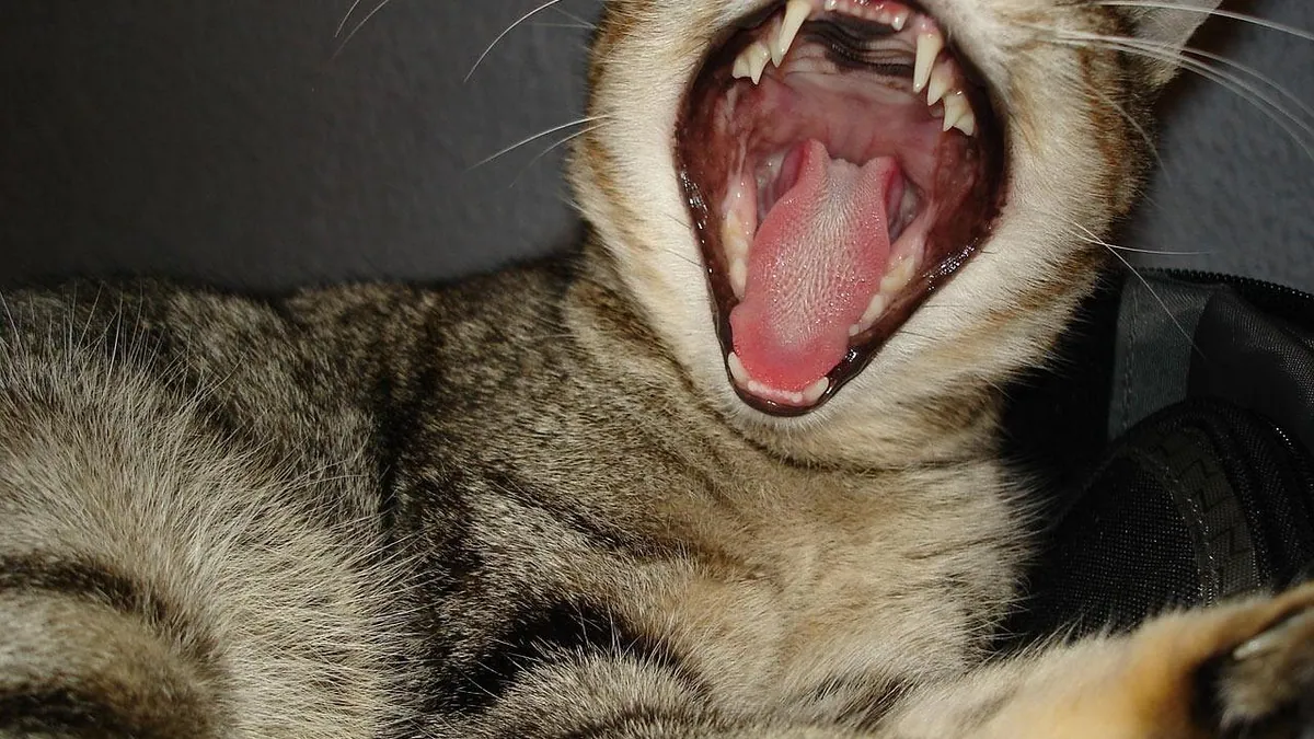 Why Is My Cat Keeping His Mouth Open? Causes to Know