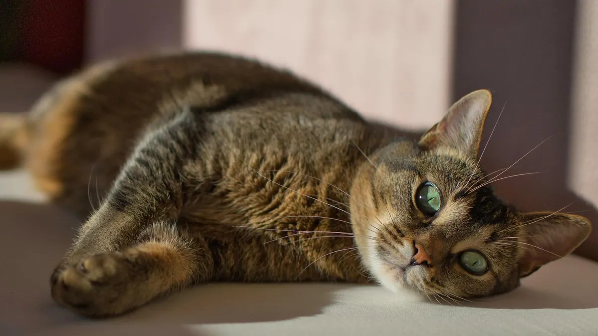 Lump on a Cat's Kidney or Liver: What It Means