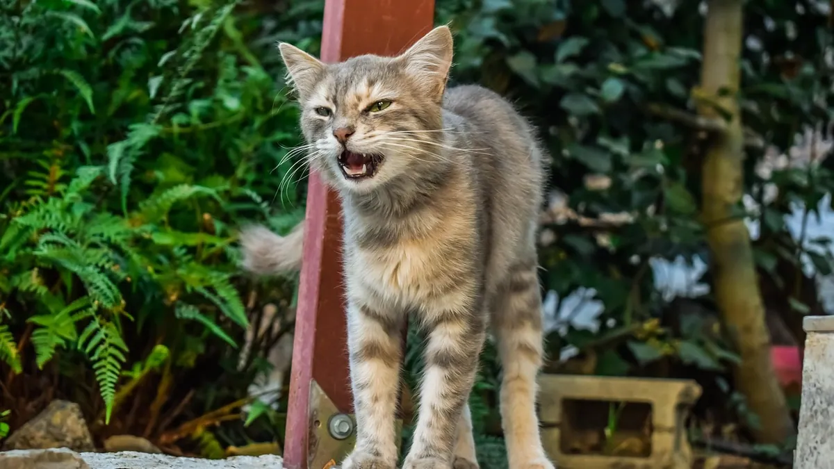 Cat Laryngitis: Home Care and When to See a Vet