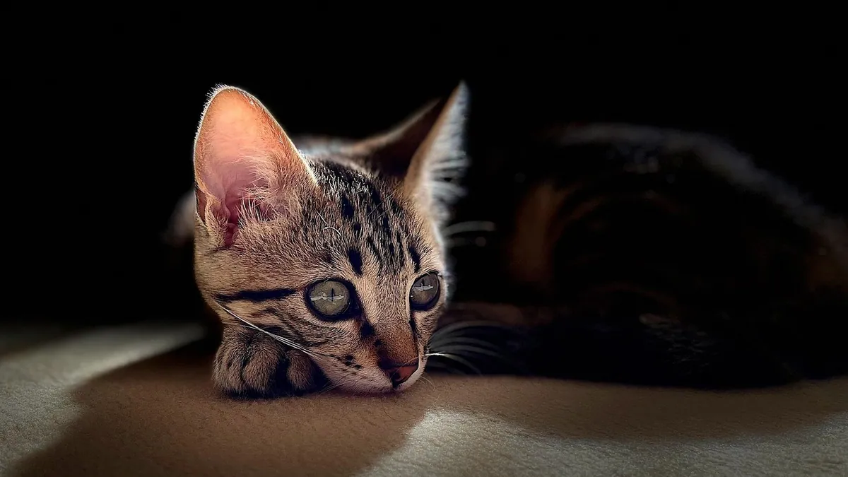 Cat Laser Therapy at Home: Does It Work?
