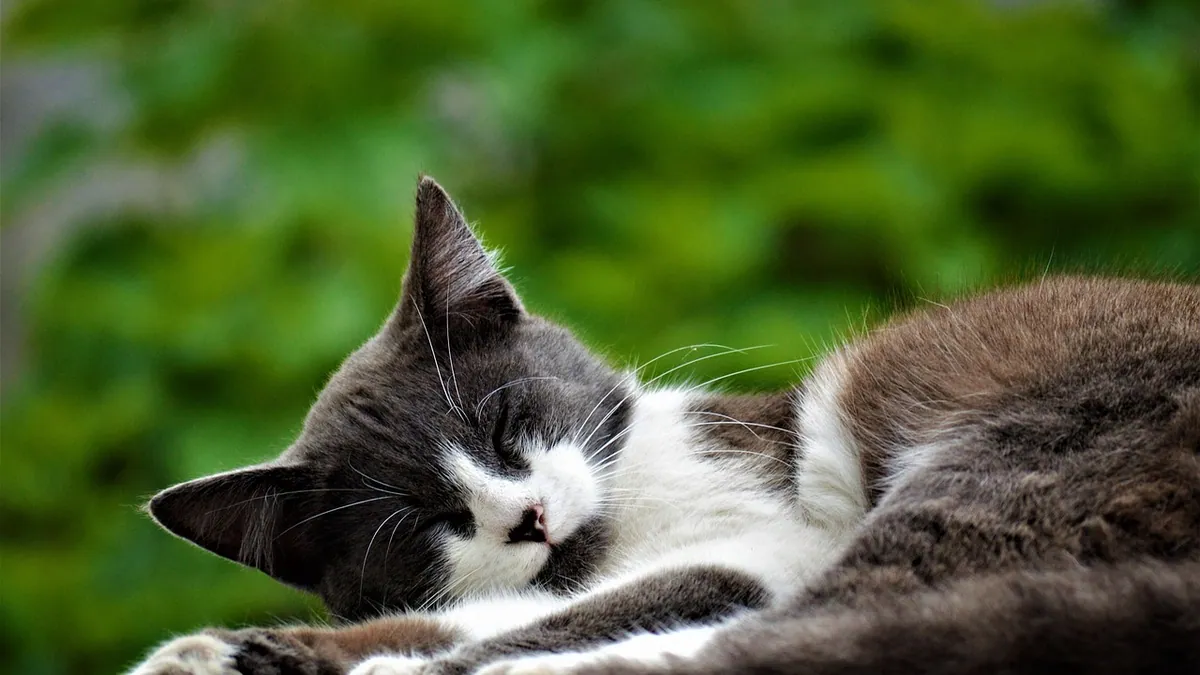 Why Does My Cat Lay on My Chest? Meaning and Safety