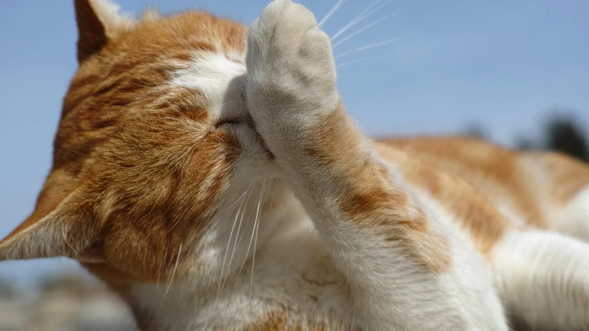 Cat Leg Sprain or Strain: Home Care and When to See a Vet